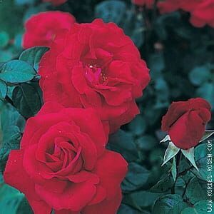 рассада цветов Róża Liebeszauber®
