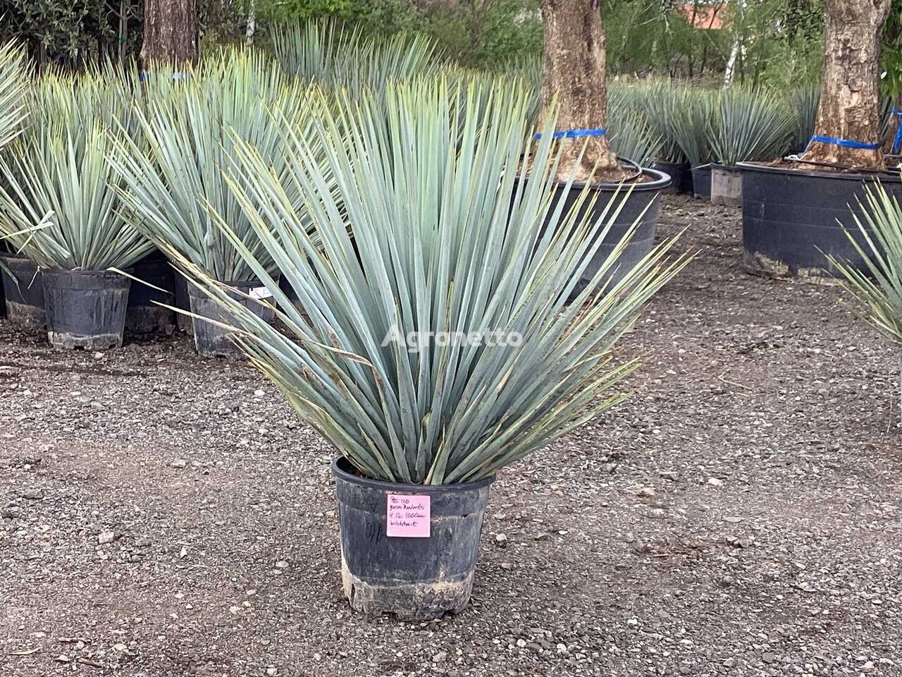 саженец декоративного кустарника Yucca Rostrata (Winterhart)