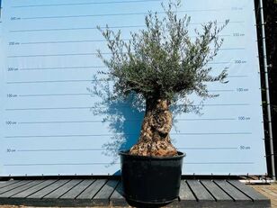 саженец плодового дерева olijfboom. stamomvang 100 - 120 cm