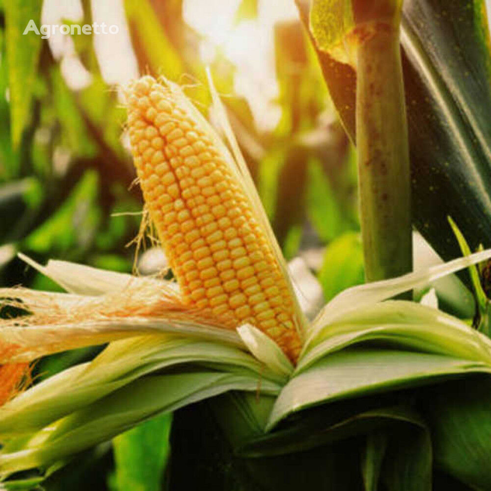 Семена кукурузы Дункан 233 СВ, ФАО 270
